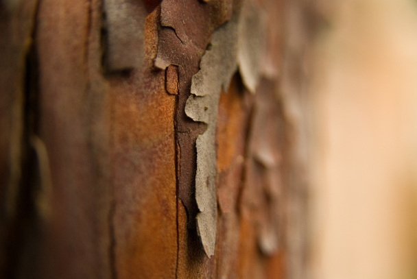 Bark Texture by Daogreer Earth Works