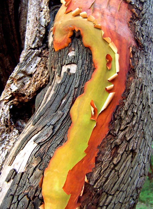 Madrone Madrona by Daogreer Earth Works